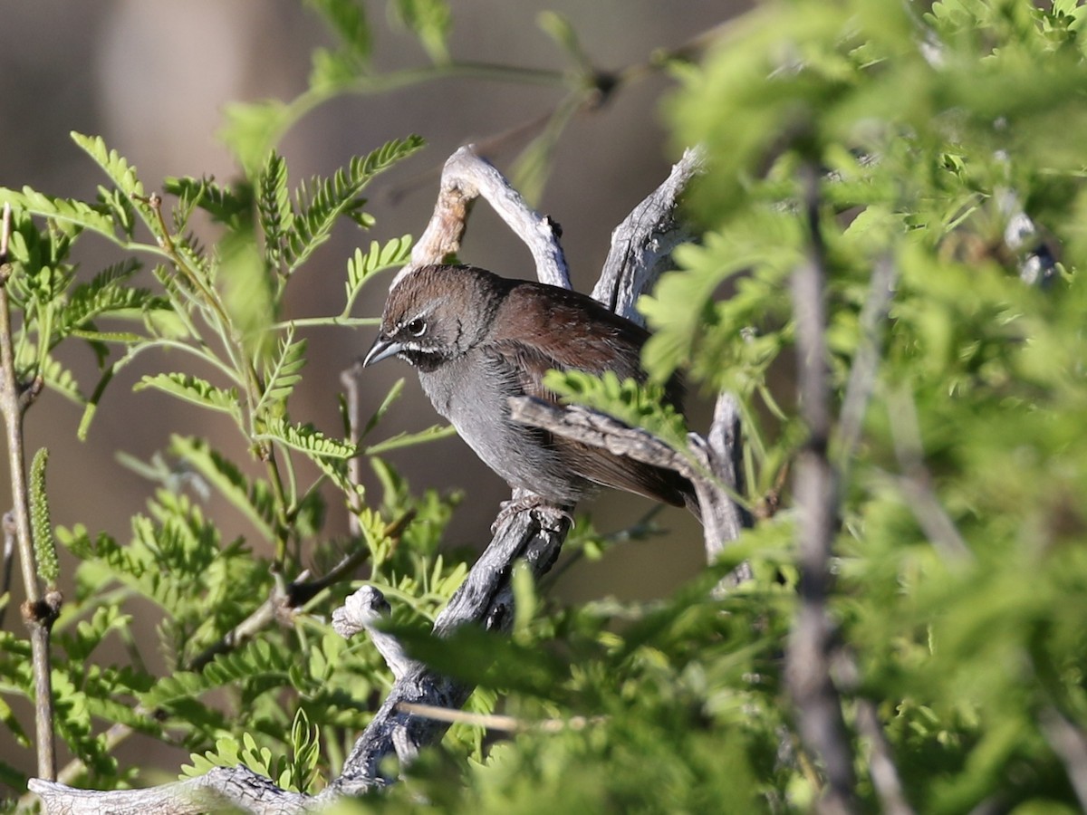 Five-striped Sparrow - Steve Calver