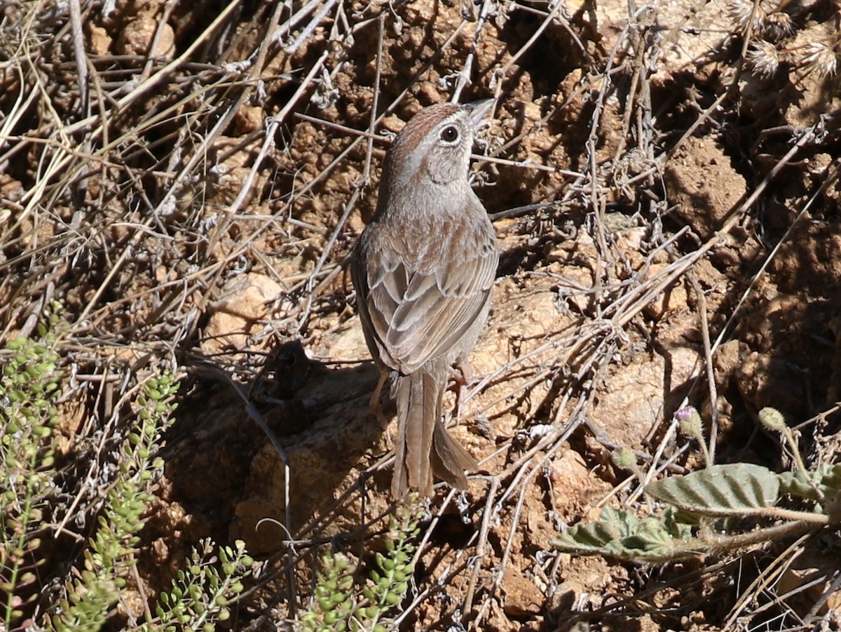 Rufous-crowned Sparrow - ML156235841