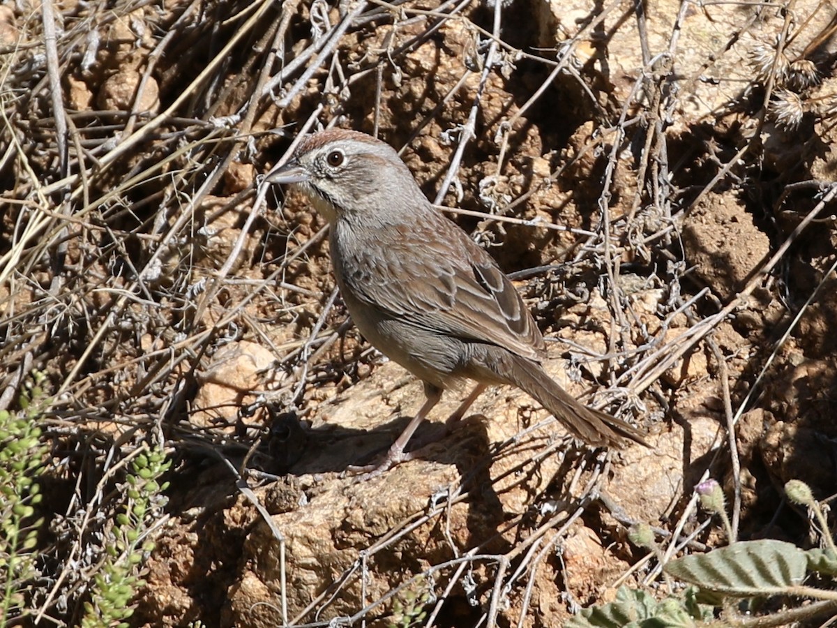 Rufous-crowned Sparrow - ML156235911