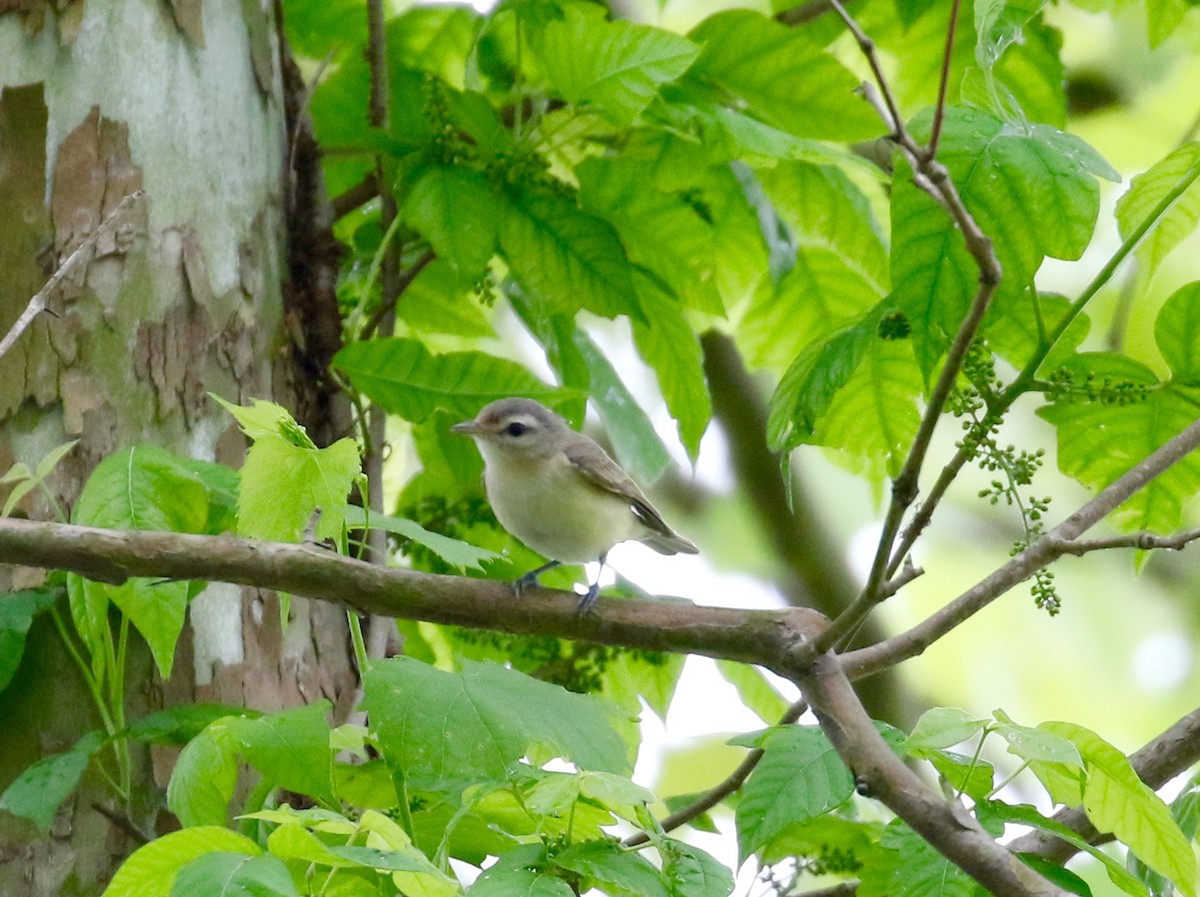 Warbling Vireo - Victor Stoll