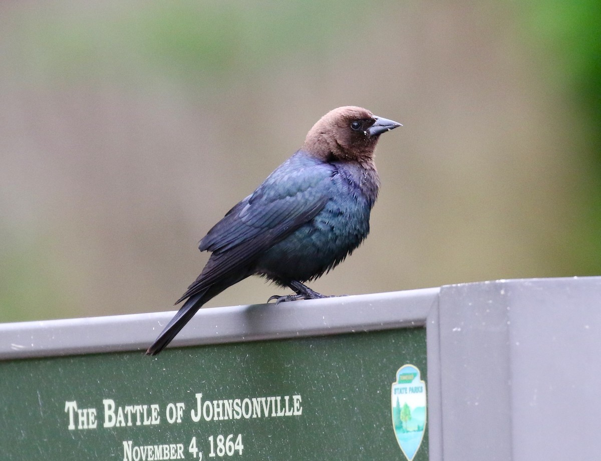 Brown-headed Cowbird - Victor Stoll