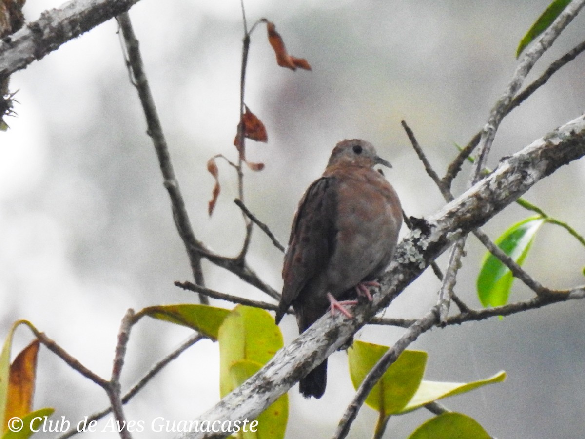 Plain-breasted Ground Dove - ML156240231