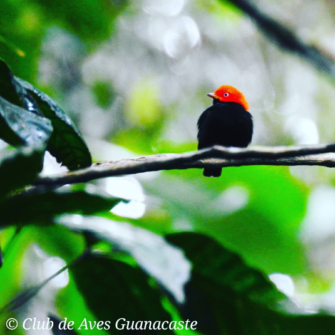 Red-capped Manakin - ML156241401