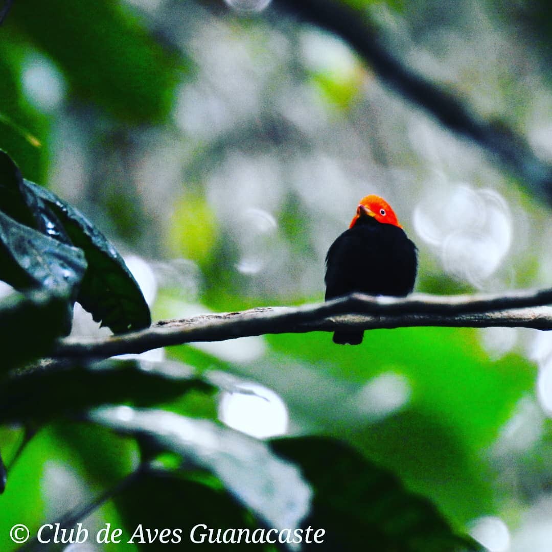 Red-capped Manakin - ML156241421