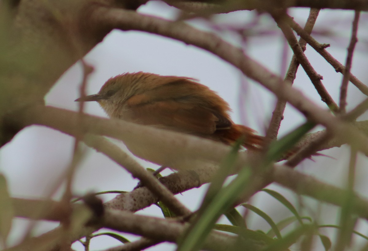 Yellow-chinned Spinetail - ML156242741