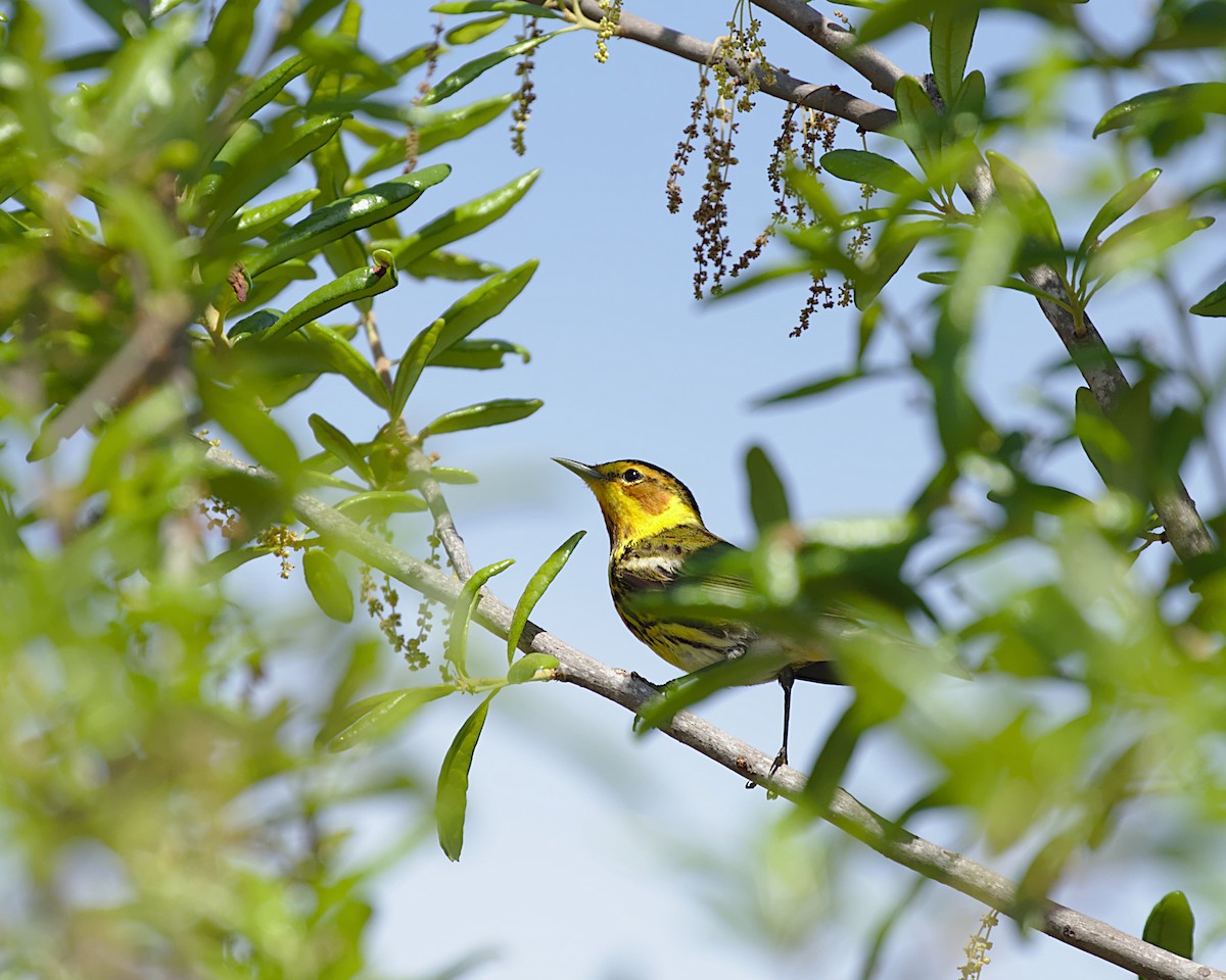Cape May Warbler - ML156243991