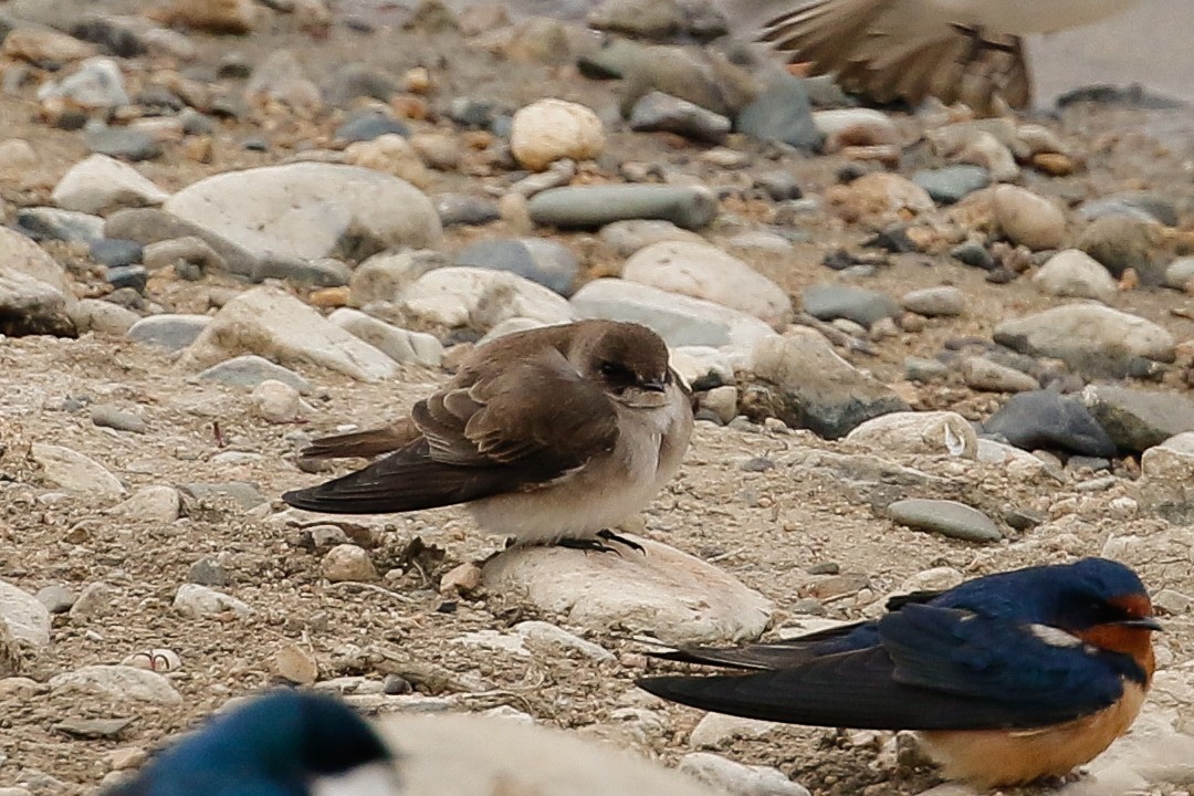 Northern Rough-winged Swallow - ML156251651