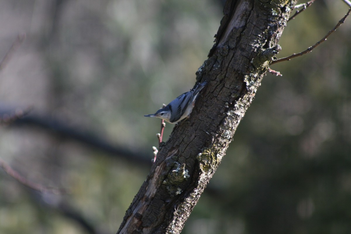 White-breasted Nuthatch - ML156252141