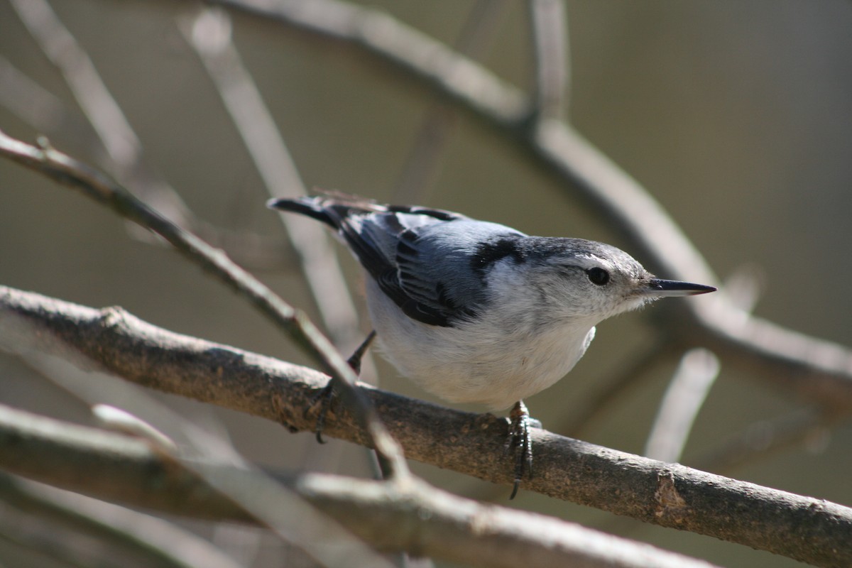 White-breasted Nuthatch - ML156252151