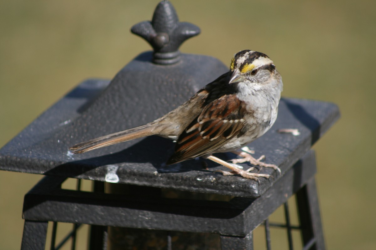 White-throated Sparrow - ML156252991