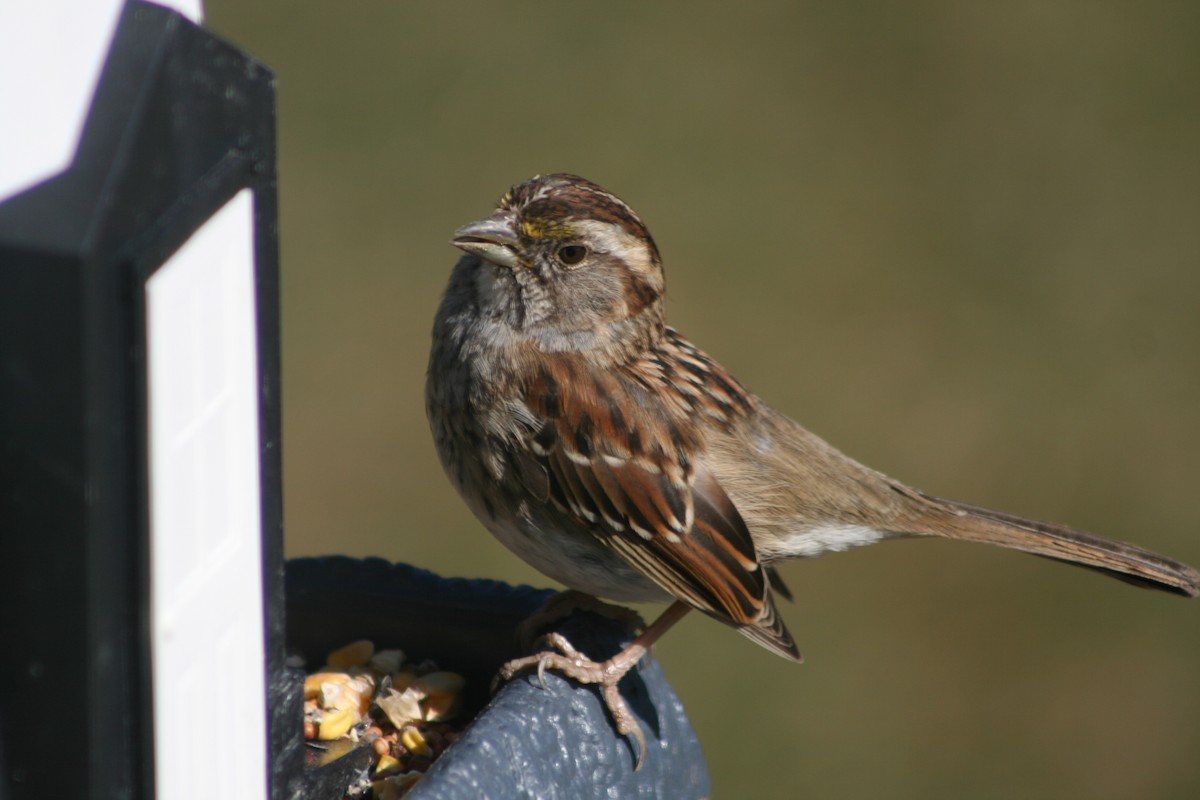 White-throated Sparrow - ML156253051