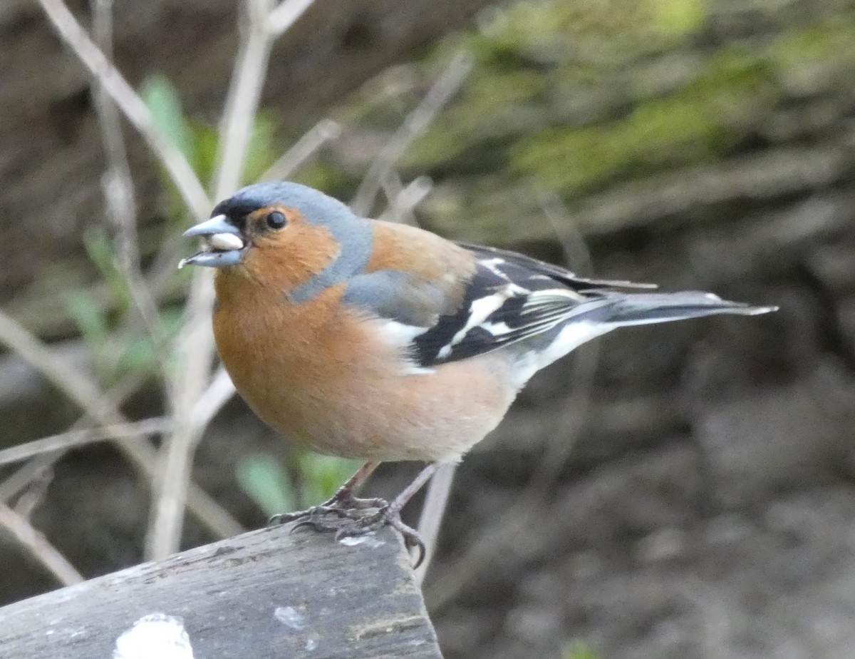 Common Chaffinch - Alan Younger
