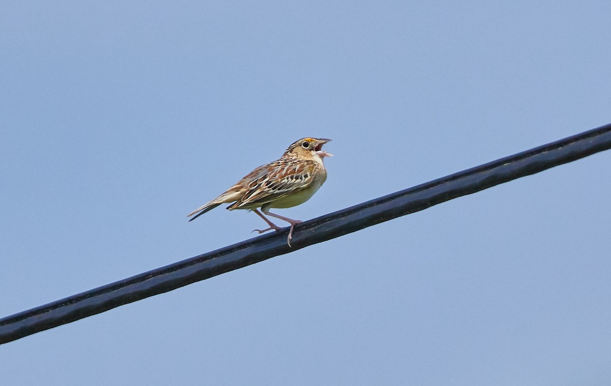 Grasshopper Sparrow - ML156254571