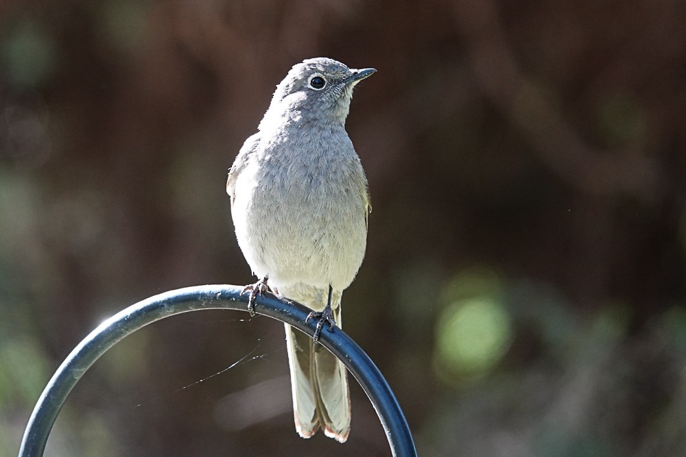 Townsend's Solitaire - ML156256511
