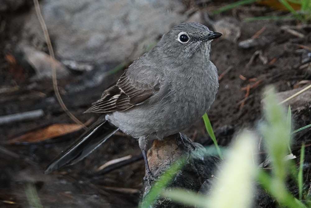 Townsend's Solitaire - ML156256521