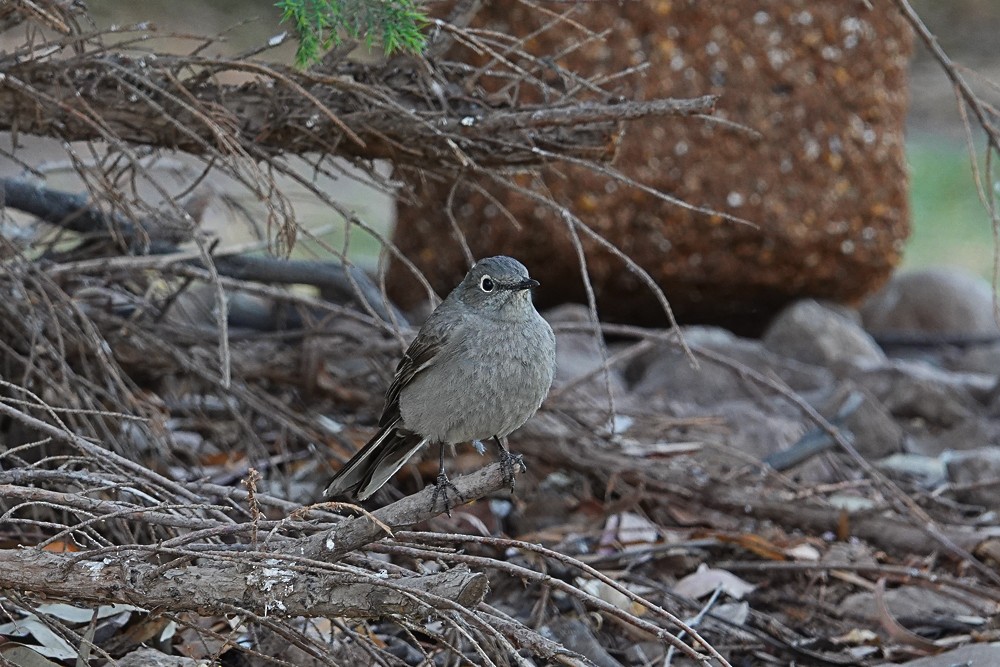 Townsend's Solitaire - ML156256531