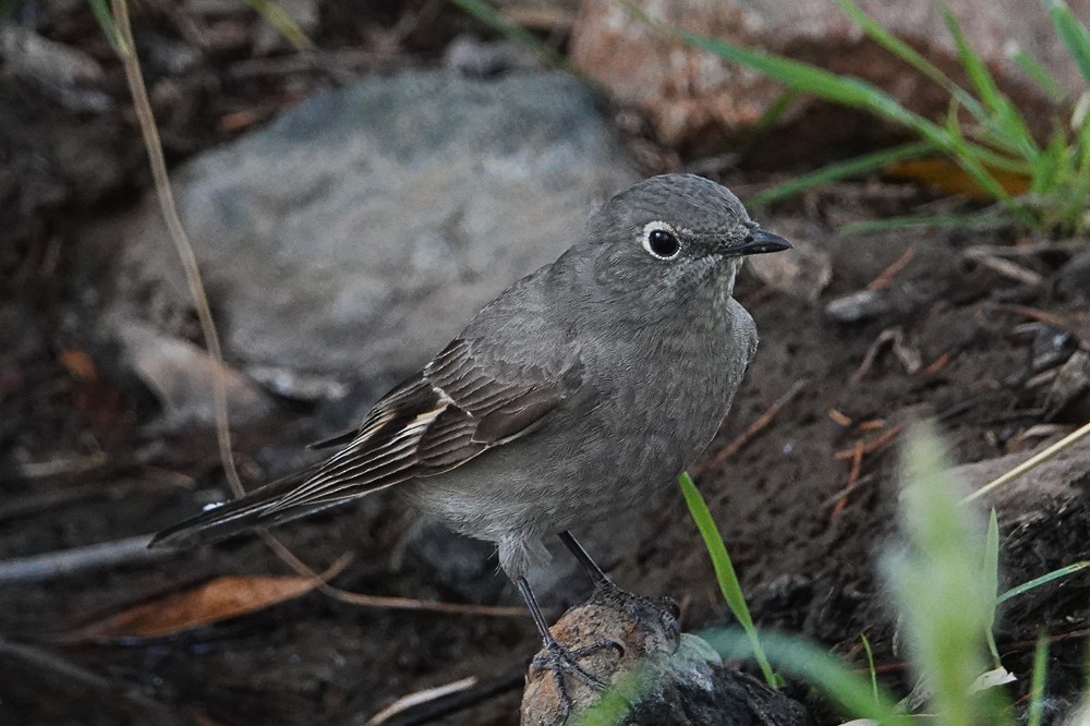 Townsend's Solitaire - ML156256541