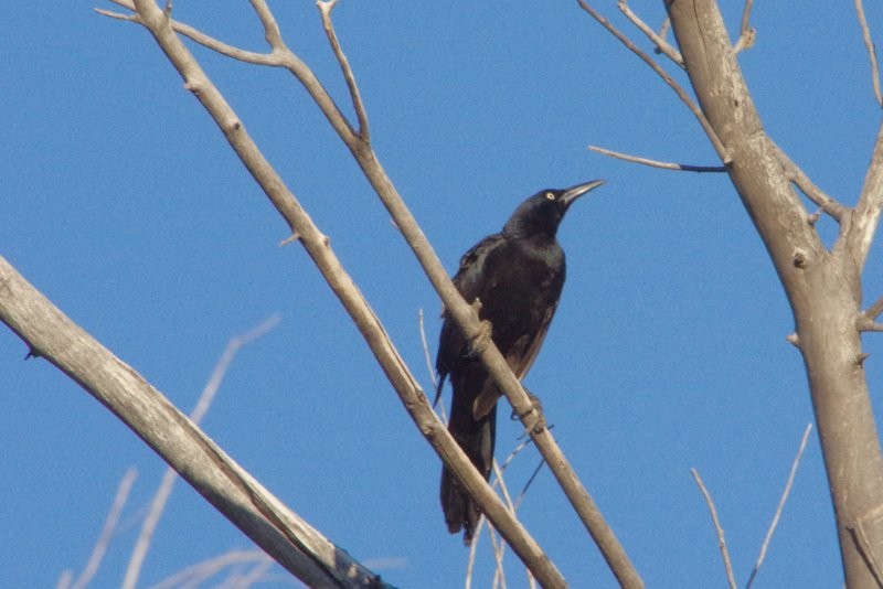 Great-tailed Grackle - ML156265451