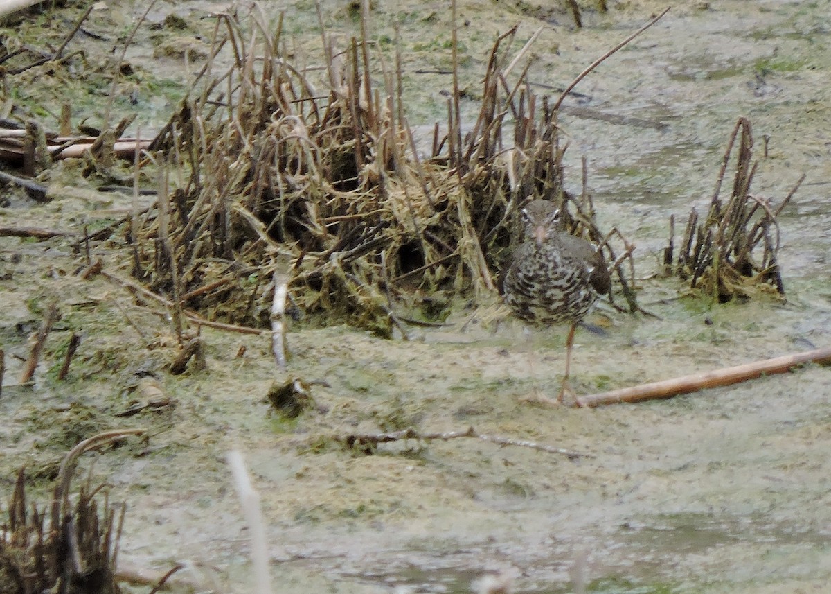 Spotted Sandpiper - Christopher Dyer