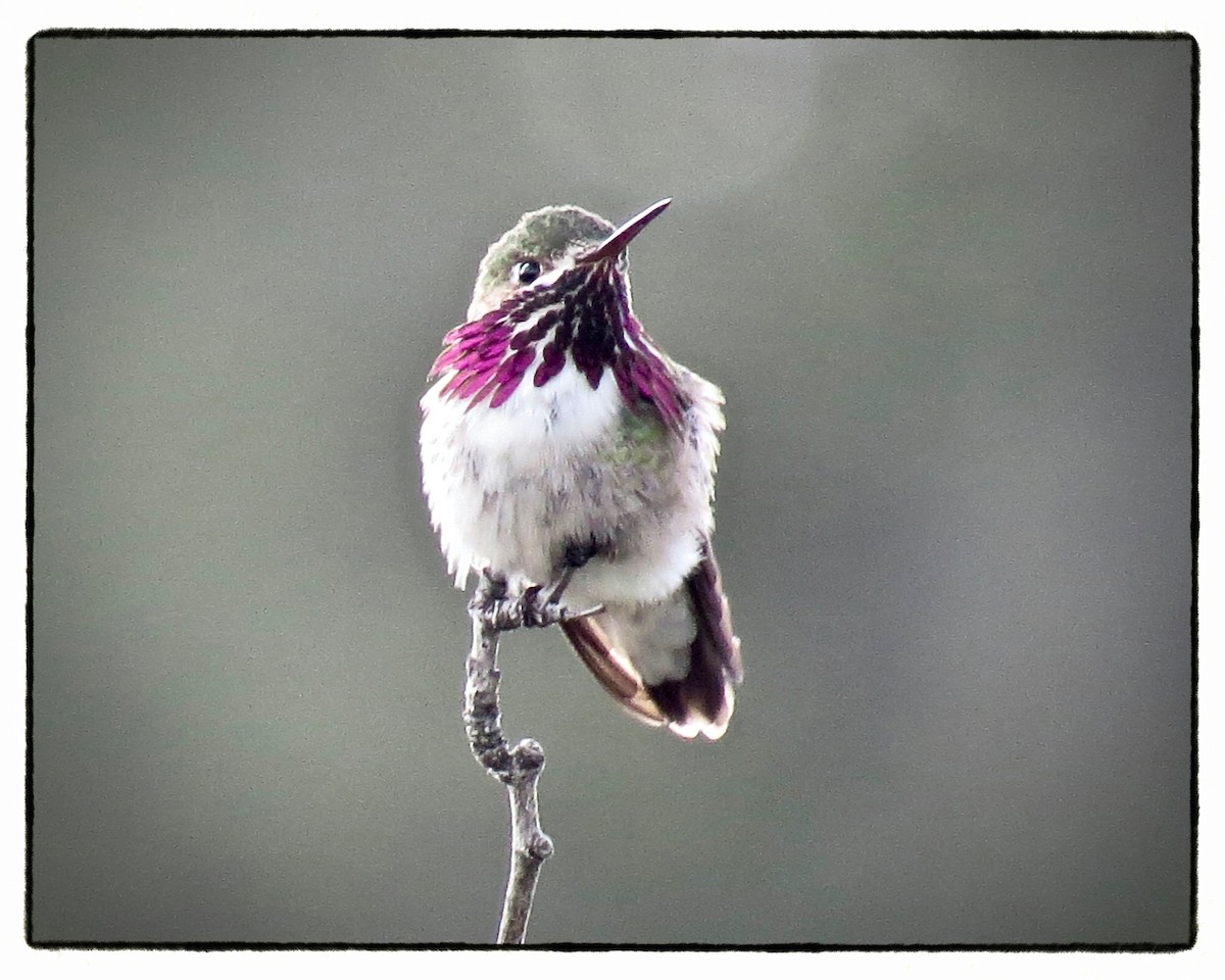 Calliope Hummingbird - ML156270351