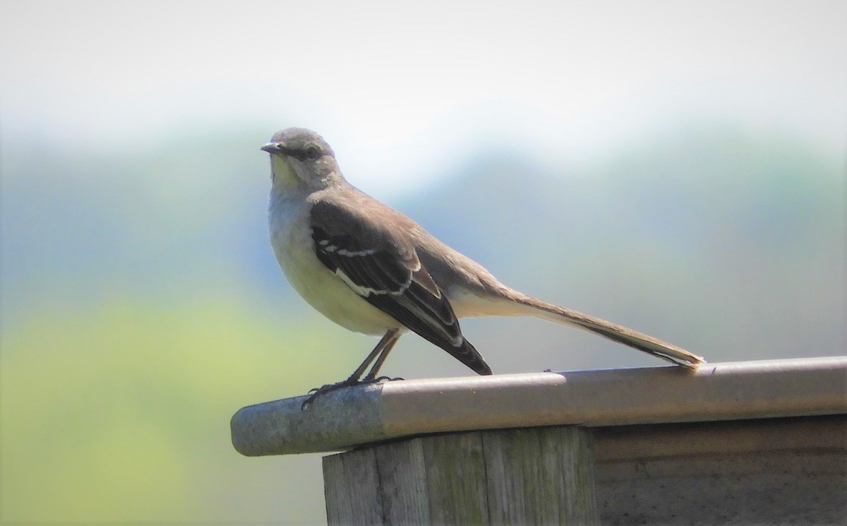 Northern Mockingbird - Chirpin Sher