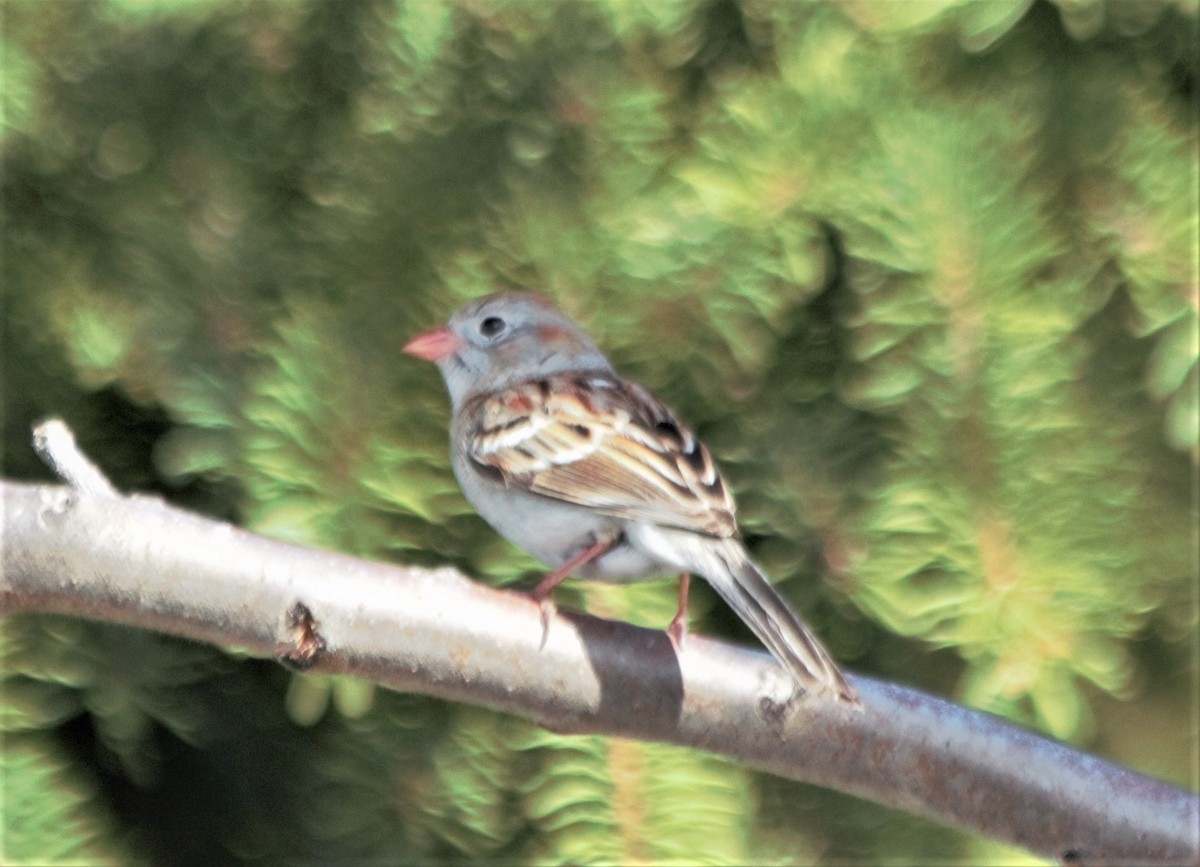 Field Sparrow - ML156275691