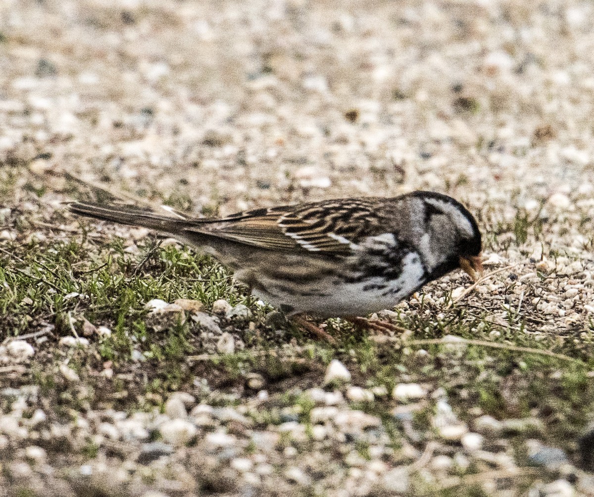 Harris's Sparrow - ML156275791