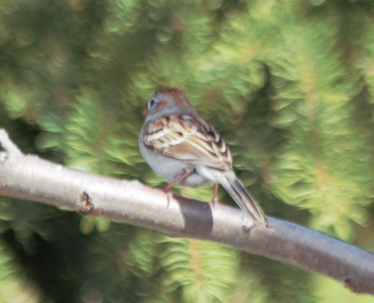 Field Sparrow - ML156275871