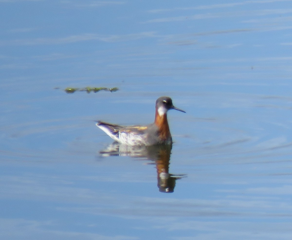Red-necked Phalarope - Chris O'Connell
