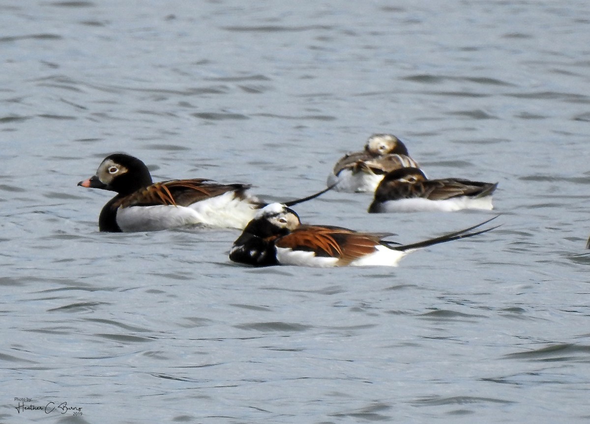 Long-tailed Duck - Heather Burns