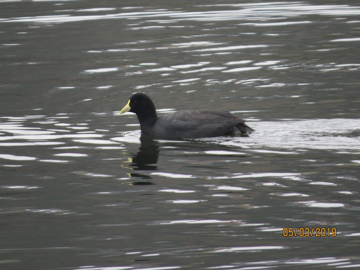 White-winged Coot - ML156284891