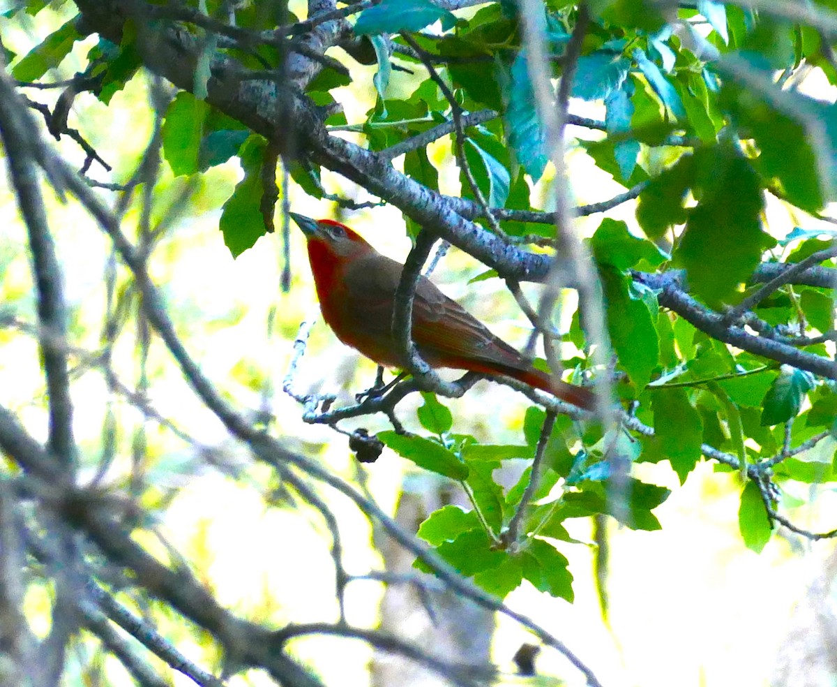 Hepatic Tanager - ML156289581