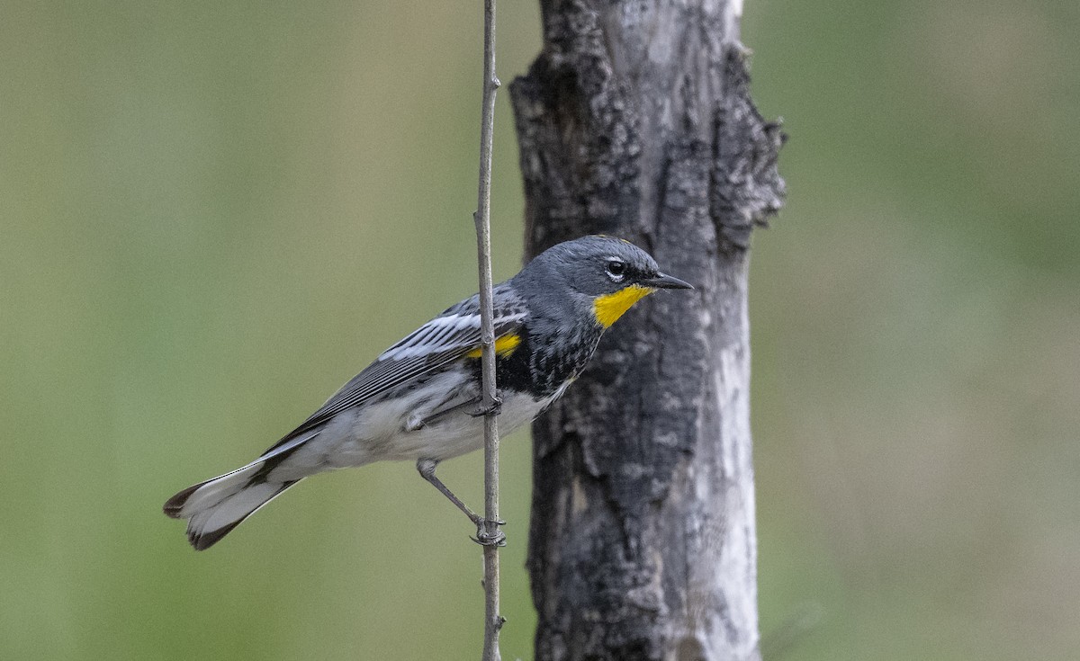 Yellow-rumped Warbler (Audubon's) - Ian Routley