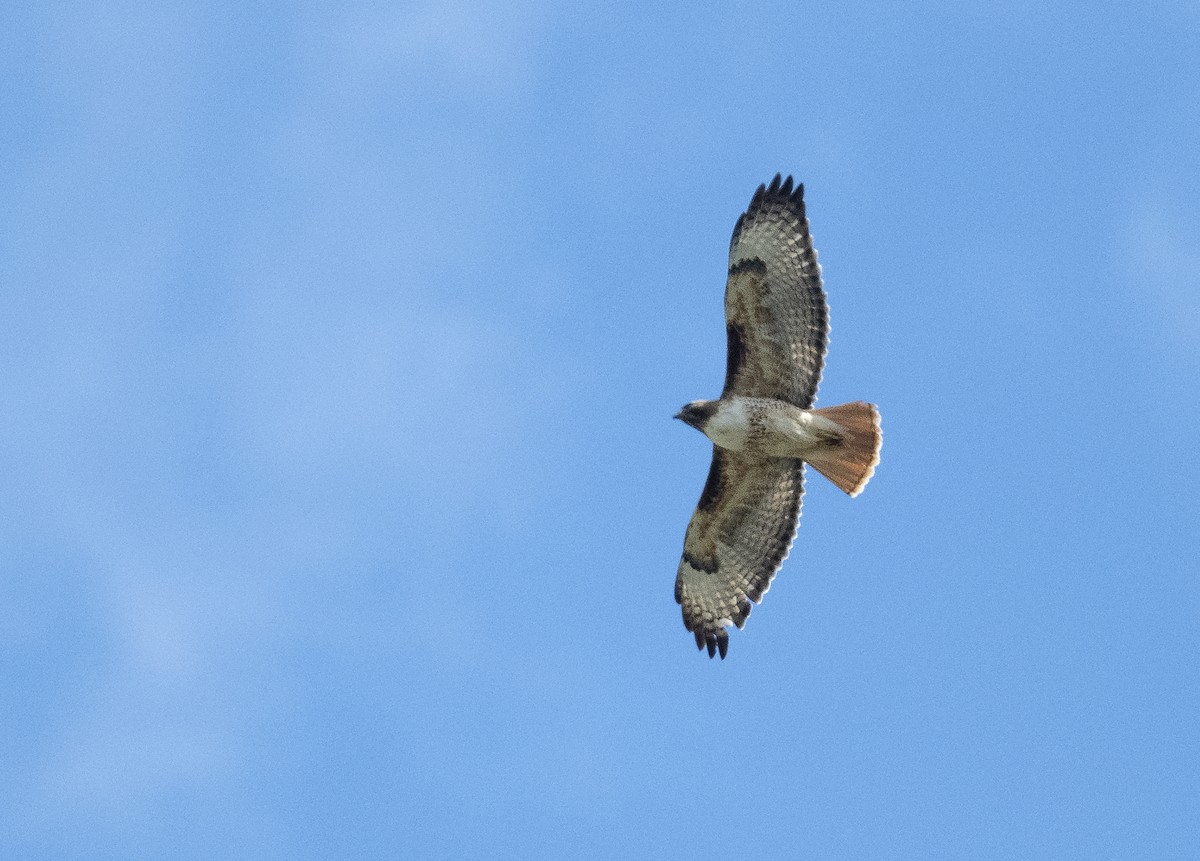 Red-tailed Hawk - ML156296421