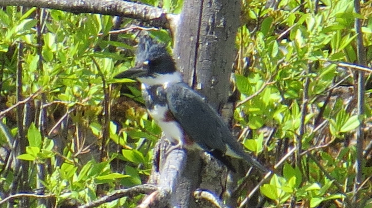 Belted Kingfisher - ML156299521