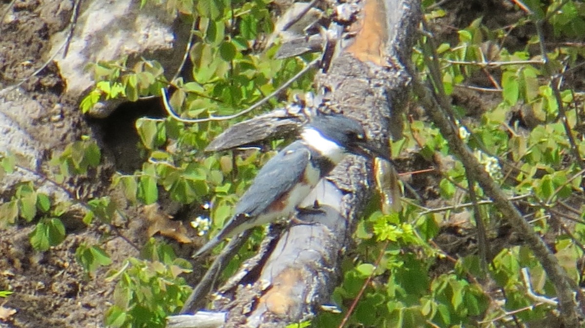 Belted Kingfisher - ML156300231