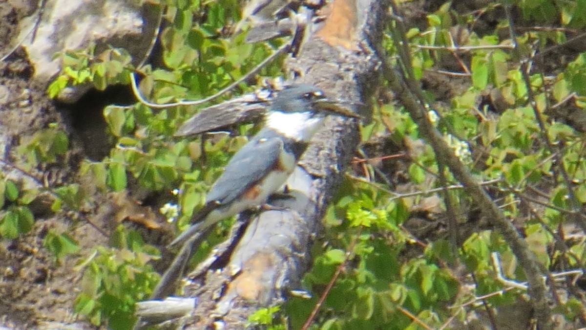 Belted Kingfisher - ML156300411