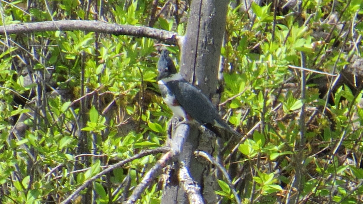 Belted Kingfisher - ML156300471