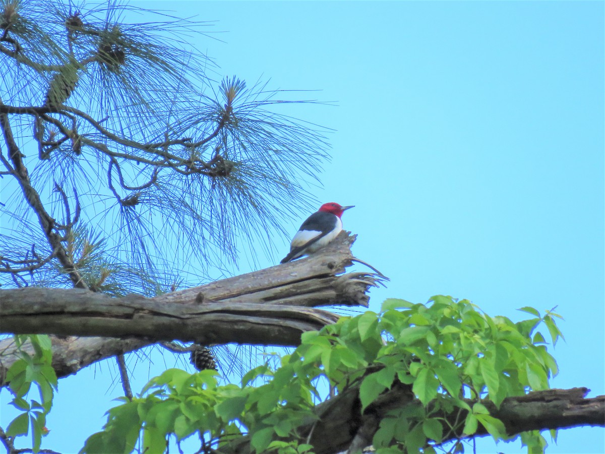 Red-headed Woodpecker - ML156301341