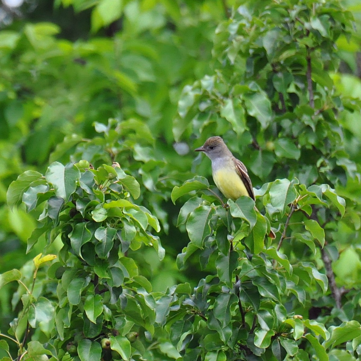 Great Crested Flycatcher - ML156307301