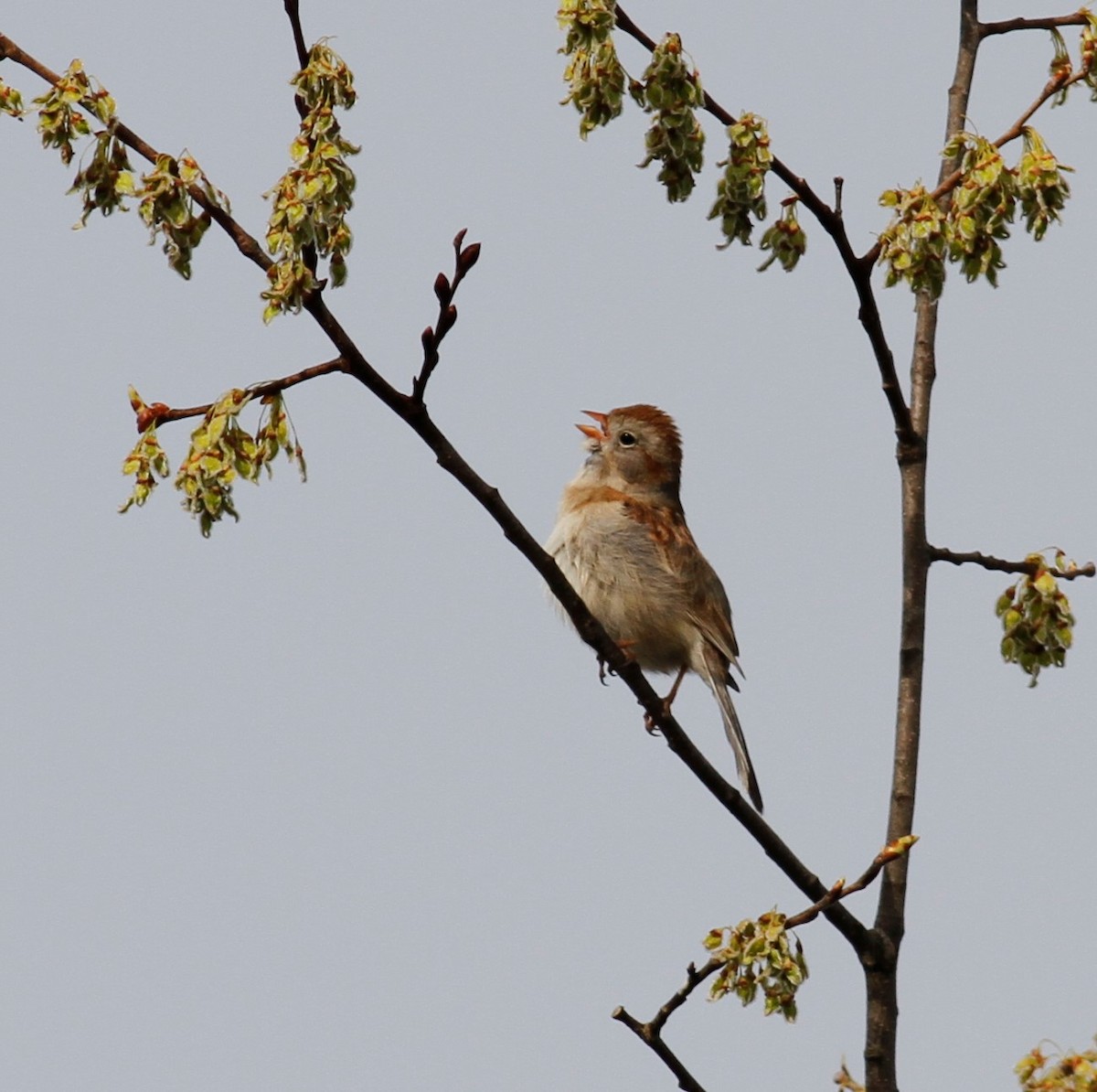 Field Sparrow - James Sherwonit