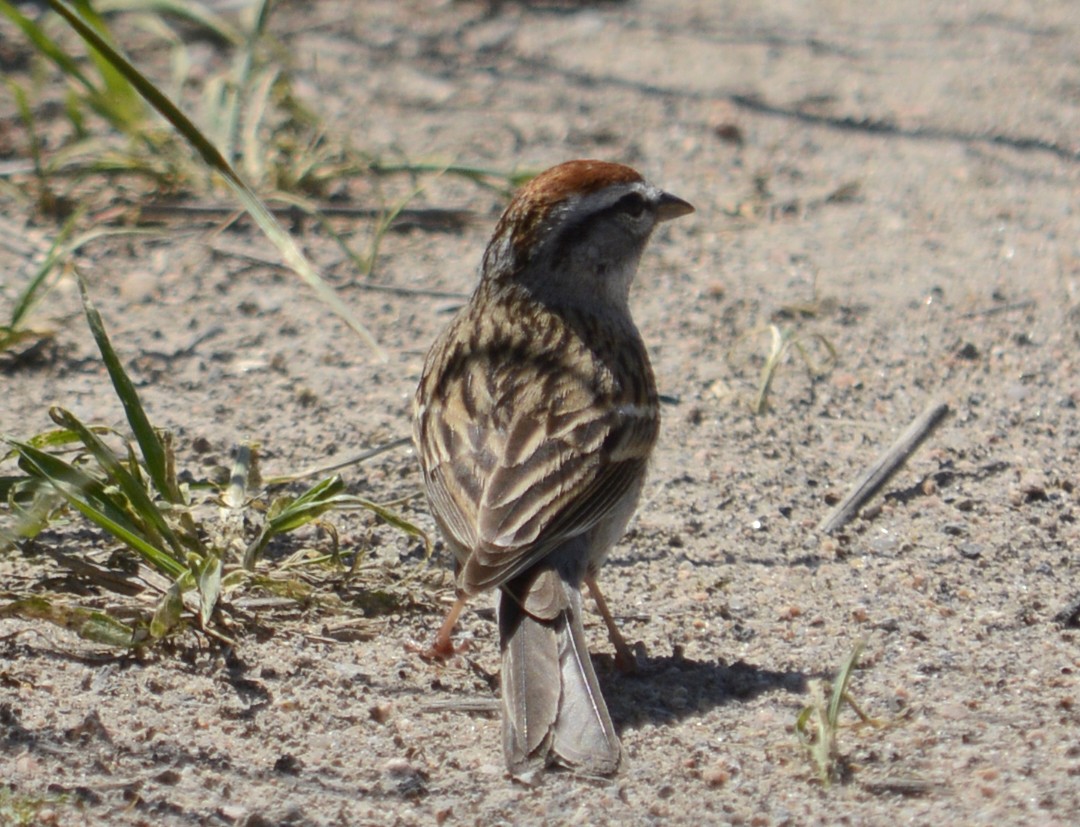 Chipping Sparrow - Hal Robins