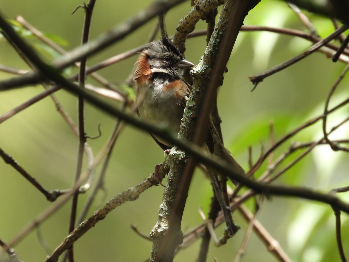Rufous-collared Sparrow - Fredy Antonio Téllez Rueda