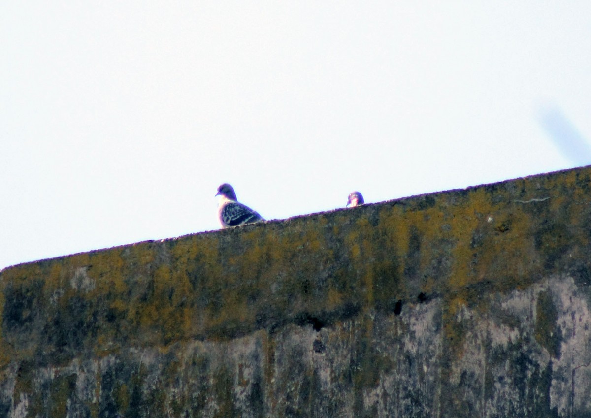 Rock Pigeon (Feral Pigeon) - ML156314721