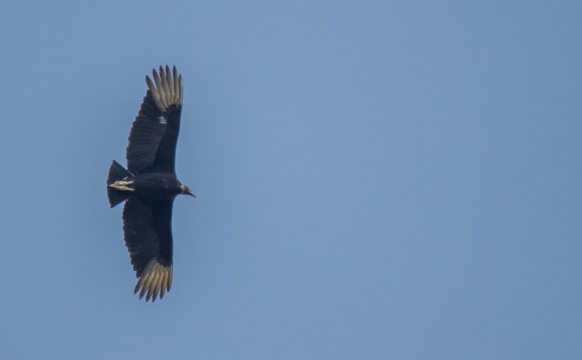 Black Vulture - ML156316561