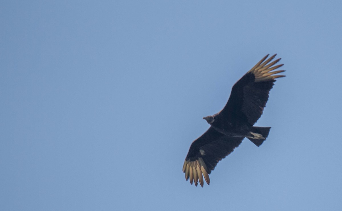 Black Vulture - ML156316571
