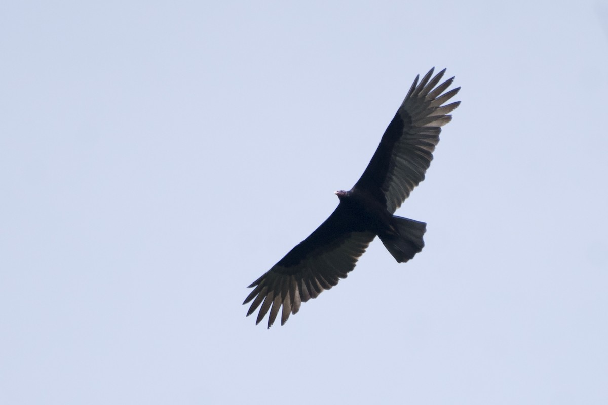 Turkey Vulture - Luiz Carlos Ramassotti