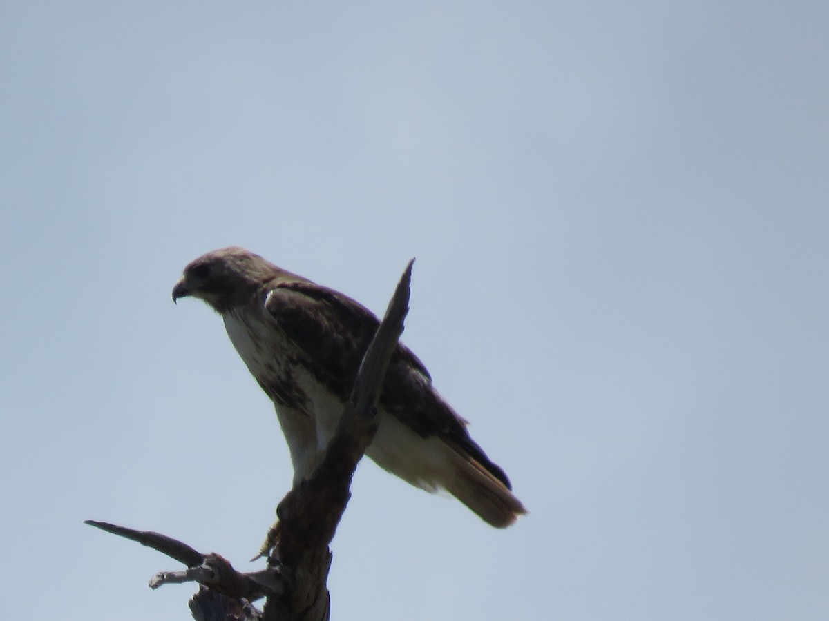 Red-tailed Hawk - ML156327861