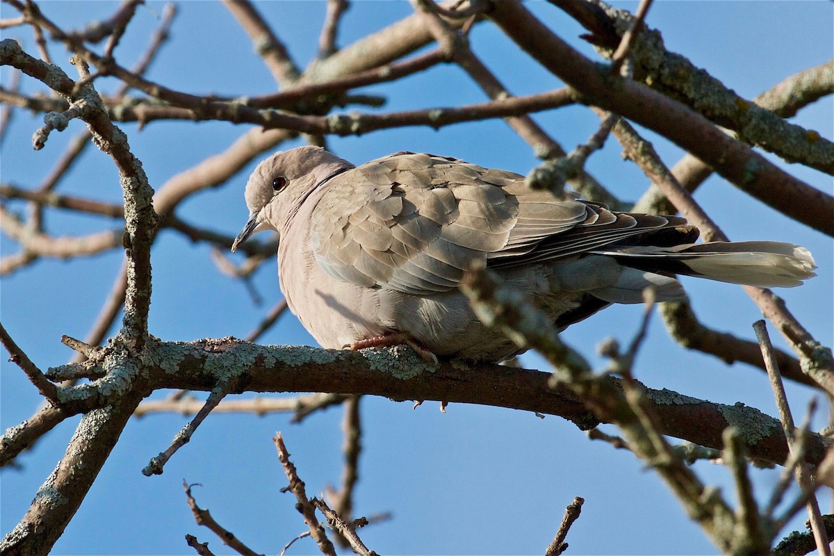 Eurasian Collared-Dove - ML156331851