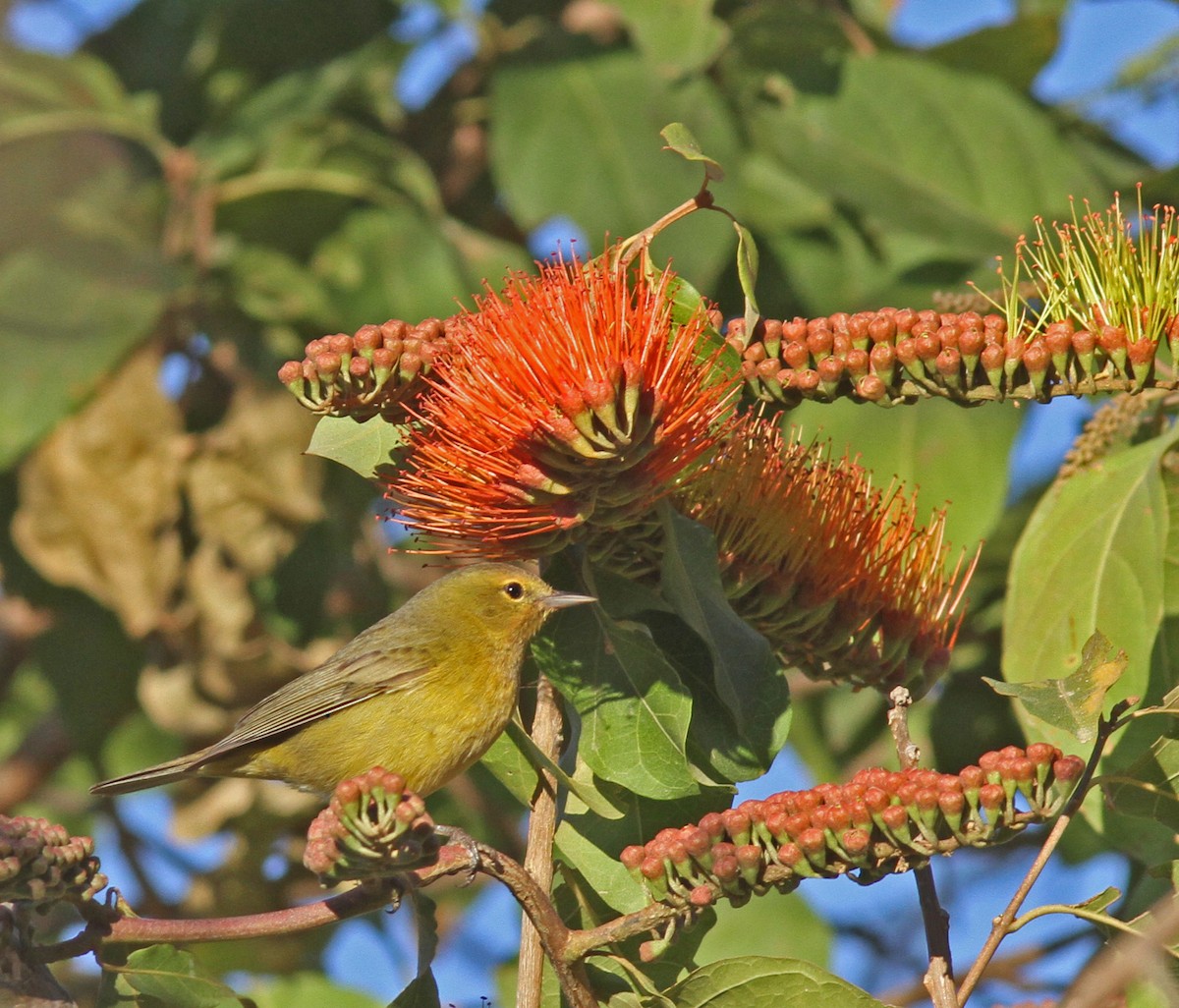 Orange-crowned Warbler (orestera) - Larry Sirvio